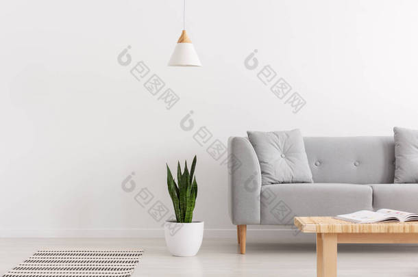白色灯以上绿色植物在锅旁边的灰色沙发与枕头在优雅的日常房间内部, 真实的照片与复制空间