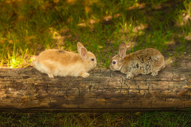 复活节兔子闪烁着蓝眼睛.在草坪上