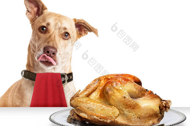 饥饿的狗与感恩节火鸡