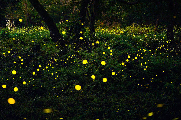 萤火虫在森林里飞舞在泰国的Prachinburi，萤火虫在夜晚的灌木丛中。长期曝光照片.