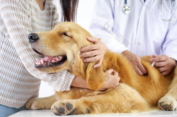 金猎犬会议医生在宠物医院<strong>检查身体</strong>和获得一些疫苗.