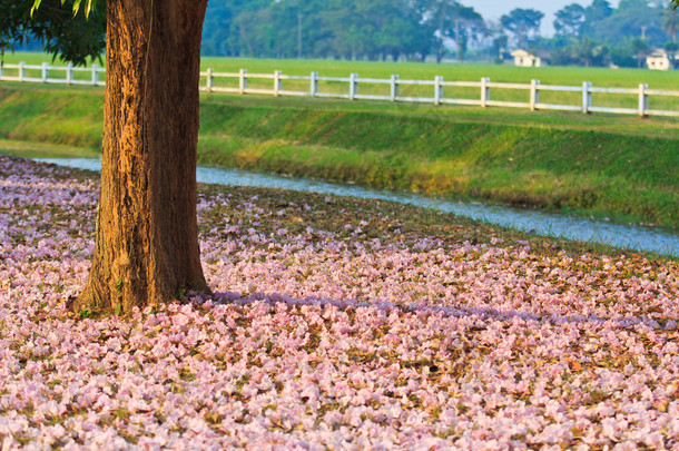 粉红色花朵 tabebuia 景天盛开