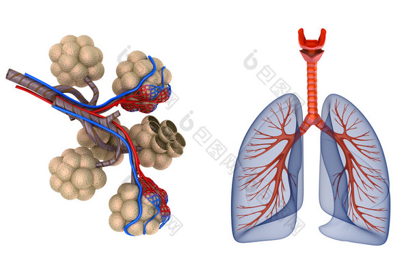 肺泡的肺-血液的氧饱和