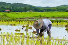 农民植物水稻幼苗