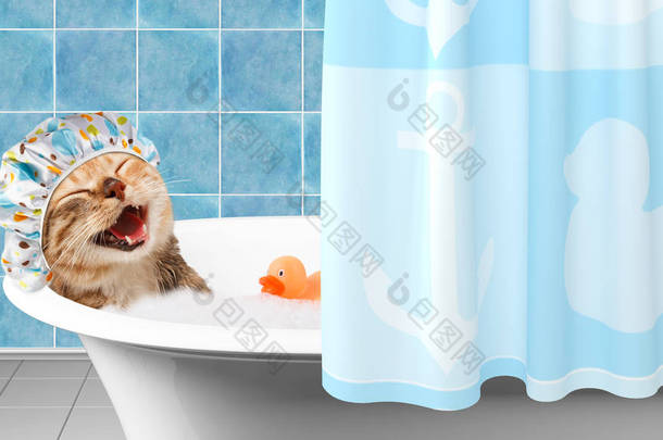 逗猫正在洗澡玩具鸭.