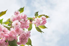 春天树上的粉色樱花