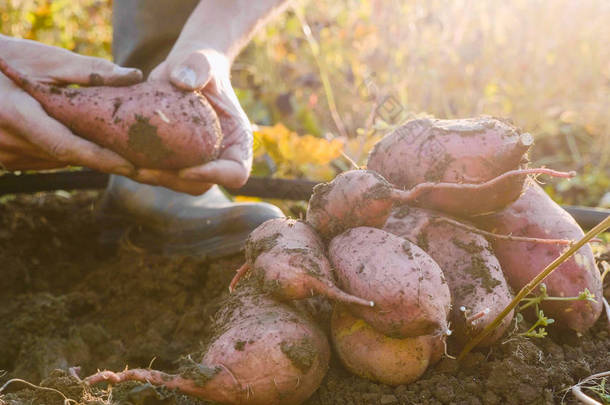 农民挖了一个作秀和收获红薯在外地