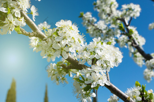 梨枝上的花在蓝天的映衬下绽放