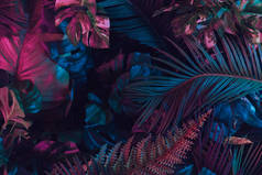 由热带树叶制成的创意荧光色彩布局。自然概念 