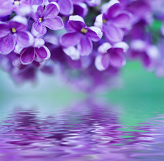 紫丁香鲜花背景