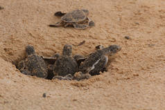 幼小的海龟孵化。1天大的海龟在Hikkaduwa的海龟养殖场，斯里兰卡旅游。木头小海龟