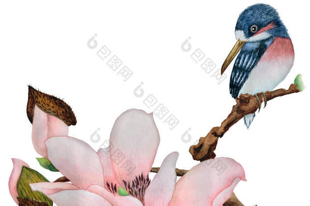 美丽的翠鸟在木兰分枝关闭, 查出在白色背景, 在传统中国样式.