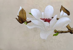 水彩与一个大的白色玉兰花在树枝上。以中国传统风格, 在米色背景下执行的插图.