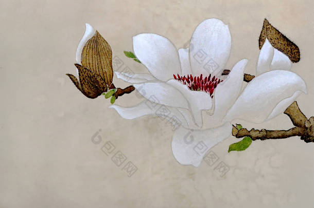 水彩与一个大的白色玉兰花在树枝上。以中国传统风格, 在米色背景下执行的插图.