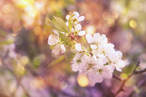 春花<strong>背景</strong>。 美丽的自然景观,白花繁茂,阳光灿烂. 春花