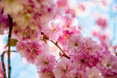 樱花树树枝上粉红色花朵的特写图 