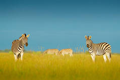 蓝色风暴天空斑马。波切尔的斑马, 斑驴 burchellii, 纳赛泛国家公园, 博茨瓦纳, 非洲。野生动物在绿色草地上。野生动物自然.