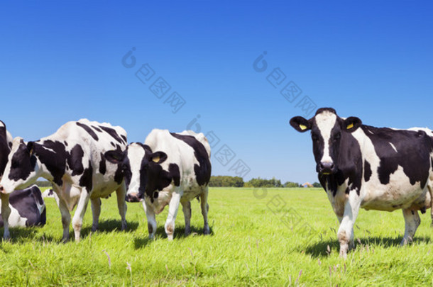奶牛在新鲜的草地上<strong>晴朗</strong>的一天