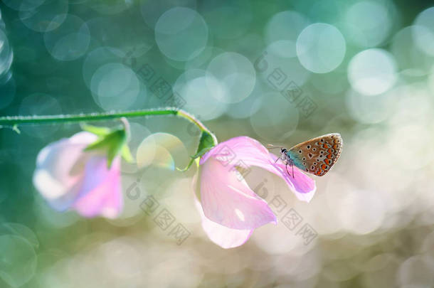 一个有趣的背景上的美丽蝴蝶.