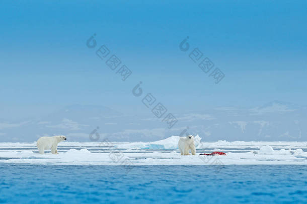 两只<strong>北极熊</strong>在漂流冰边缘与雪和血海豹在斯瓦尔巴特群岛海。白色大动物在自然栖所, 欧洲。大自然的野生动物场景。危险的熊在冰上行走.
