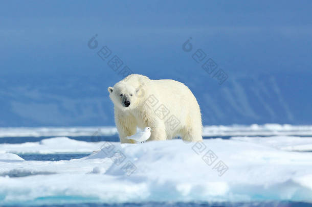 冰上的北极熊两只熊喜欢在漂流的冰上与雪，白色动物在自然栖息地，斯瓦尔巴德，挪威。动物在雪地里玩耍，北极野生动物。有趣的图像在自然界.