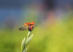 滑稽的小美丽的红色瓢虫飞行由太阳与一棵草在夏天草甸传播它的翼