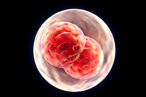 胚胎卵裂