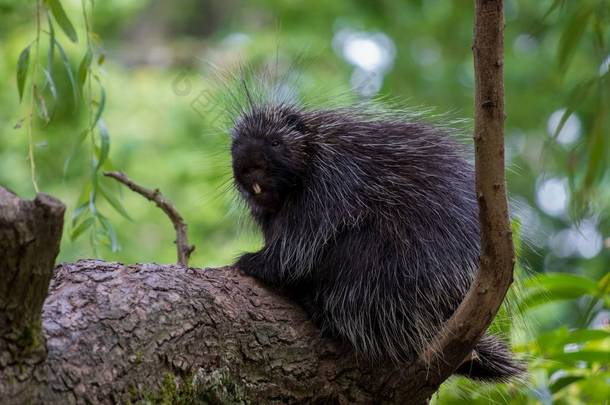 一只黑色的新世界豪猪坐在背景模糊的树枝上