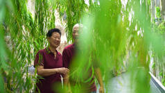 亚洲的一对老夫妇牵着手走过绿柳树 