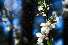 樱花枝, 盛开的白花, 特写, 春天的概念 