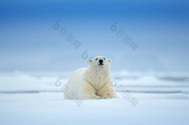 北极熊在海上的雪和水漂冰边上。白色动物在自然栖息地, 北欧, 斯瓦尔巴, 挪威。来自大自然的野生动物场景。在冰上行走的危险熊, 美丽的傍晚天空.
