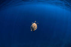 蓝色海洋中的海龟。深绿海龟