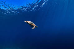 蓝色海洋中的海龟。深绿海龟