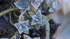 背景花 Echeveria 或石头玫瑰多汁， 宏观照片的不寻常的植物与露珠滴在叶子常绿，可以生长在家里的热亲植物