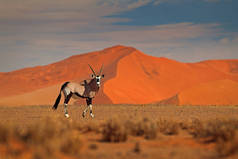双子座:黄沙沙丘黄昏.Gemsbuck, Oryx gazella, large antelope in nature habitat, Sossusvlei, Namibia.草原上的野生动物。大而