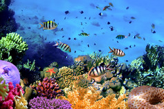 珊瑚暗礁