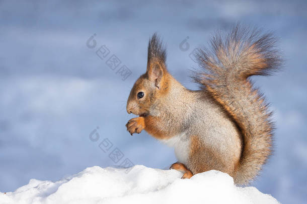 冬天, 红松鼠坐在公园的雪地上
