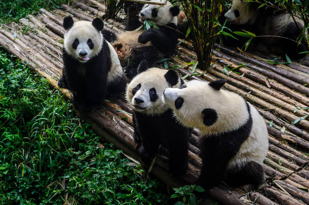 享受他们竹早餐在成都研究基地的大熊猫,