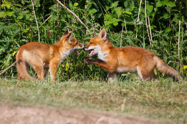 两只野生红狐幼仔