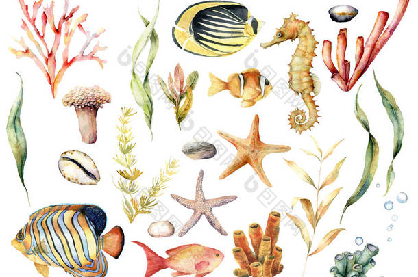 水彩套装有热带鱼类和珊瑚礁植物。手绘蝴蝶鱼，天使鱼，海马和拉米那亚孤立的白色背景。用于设计、打印或背景的插图.
