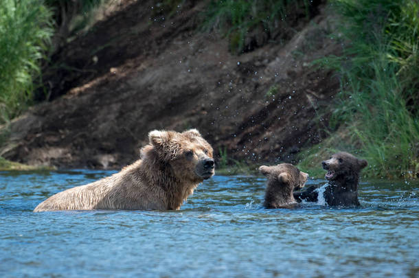 阿拉斯加棕熊母猪和两只小熊