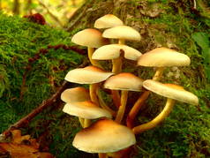 朽木伞 （aka 硫簇、 硫簇或群集的 woodlover） 增长通过 moss 在一棵树干上