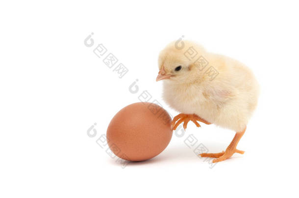 小鸡站附近蛋。白色背景上孤立