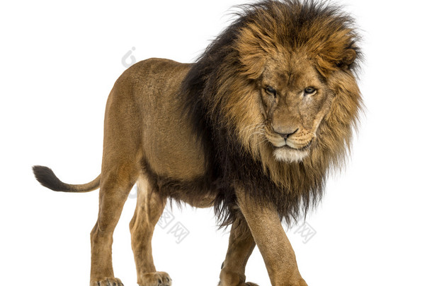 侧视图狮子走来，俯视，<strong>猫科</strong>的狮子座，10 年