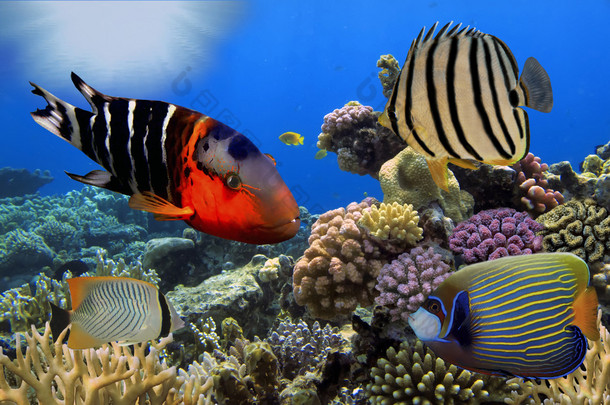 珊瑚与 tropica 精彩、 美丽的海底世界