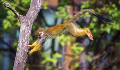 常见的松鼠猴子从一棵树跳到另一棵树