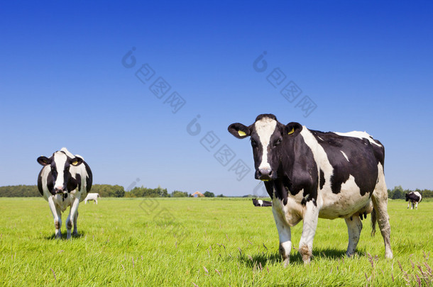 奶牛在新鲜的草地上<strong>晴朗</strong>的一天