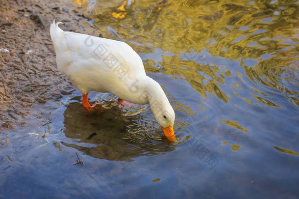 一只鸭子，在海岸喝水的肖像