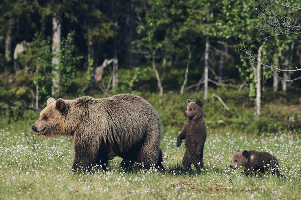 熊妈妈保护她的三小狗在芬兰<strong>针叶林</strong>, 哑光风格