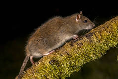 野棕鼠 (褐) 夜间在原木上行走。高速摄影图像
